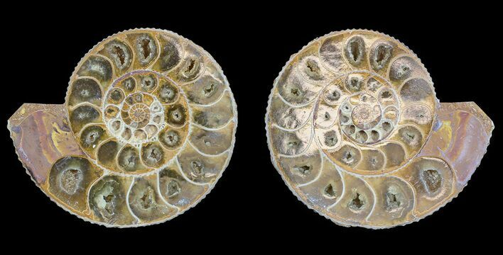 Cut & Polished Ammonite (Perisphinctes) Fossil #53859
